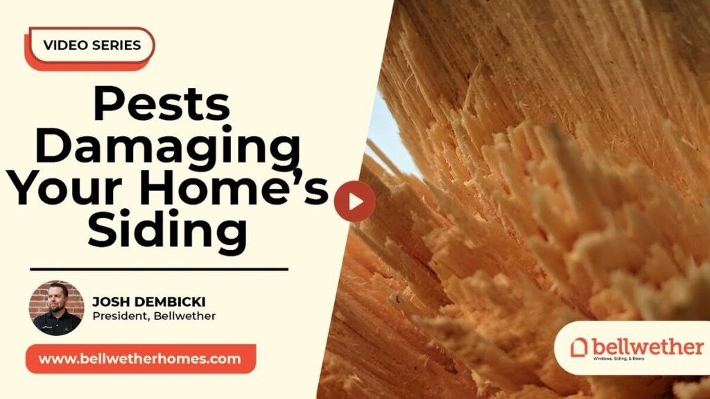 pests damaging siding